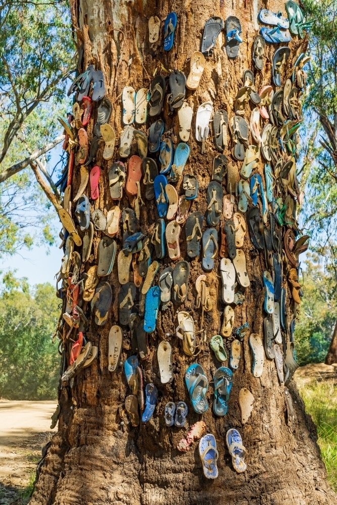 A collection of colourful thongs nailed to the wide trunk of a gum tree - Australian Stock Image
