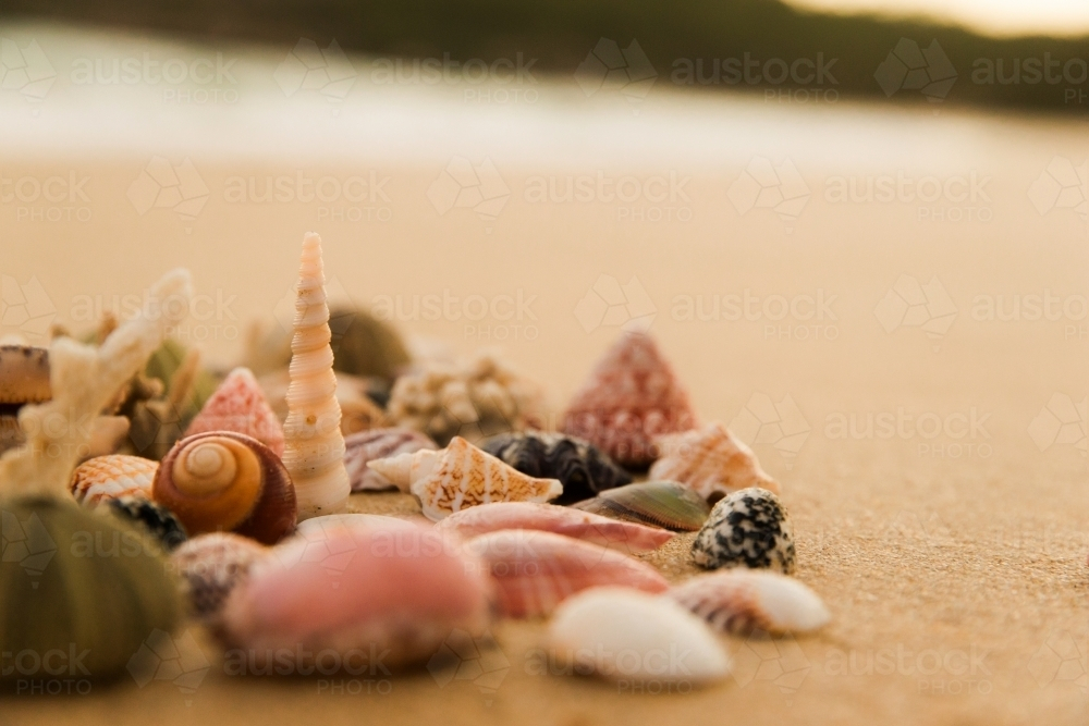 A collection of various seashells and pebbles on the sand. - Australian Stock Image