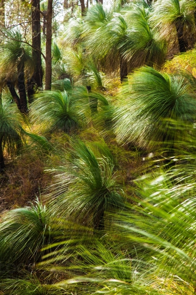 A collective of grass trees growing on a hillside - Australian Stock Image