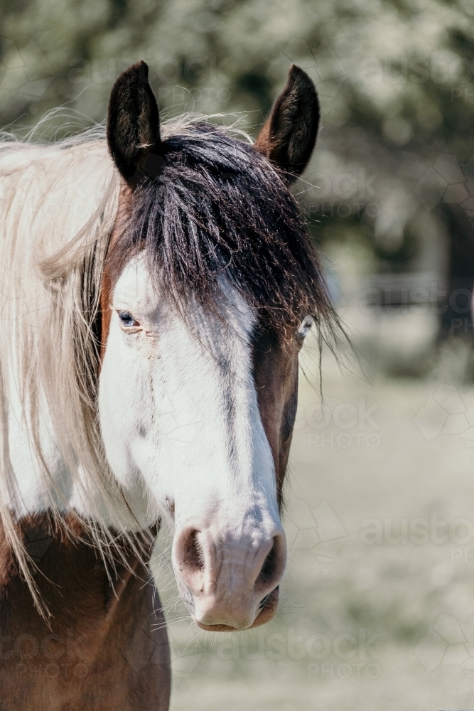A coloured horse with two blue eyes. - Australian Stock Image