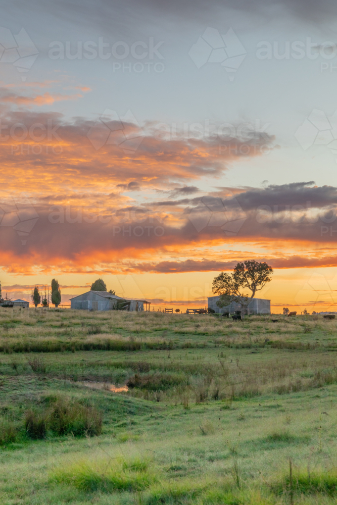 A colourful dawn sky, with a green paddock and the silhouette of farm buildings - Australian Stock Image