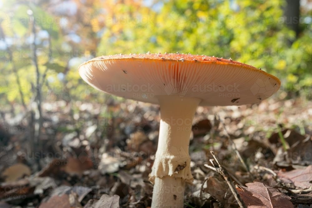 A colourful toadstool growing on the forest floor - Australian Stock Image