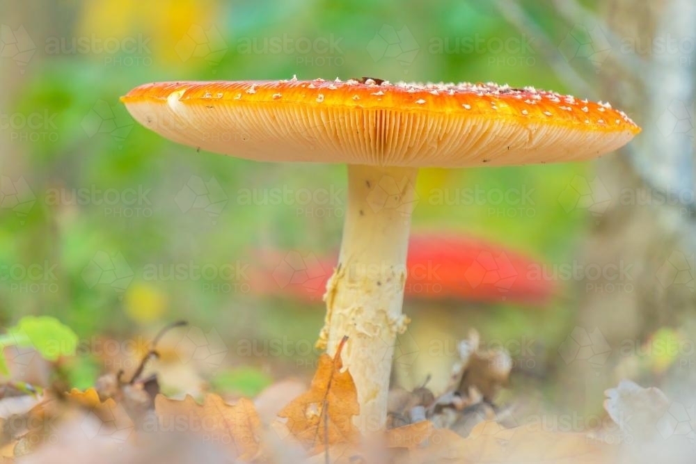 A colourful toadstool growing on the forest floor - Australian Stock Image