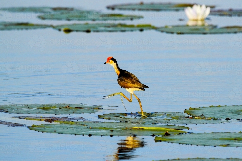A Comb-crested Jacana walking on water lily pads in the Kimberley - Australian Stock Image