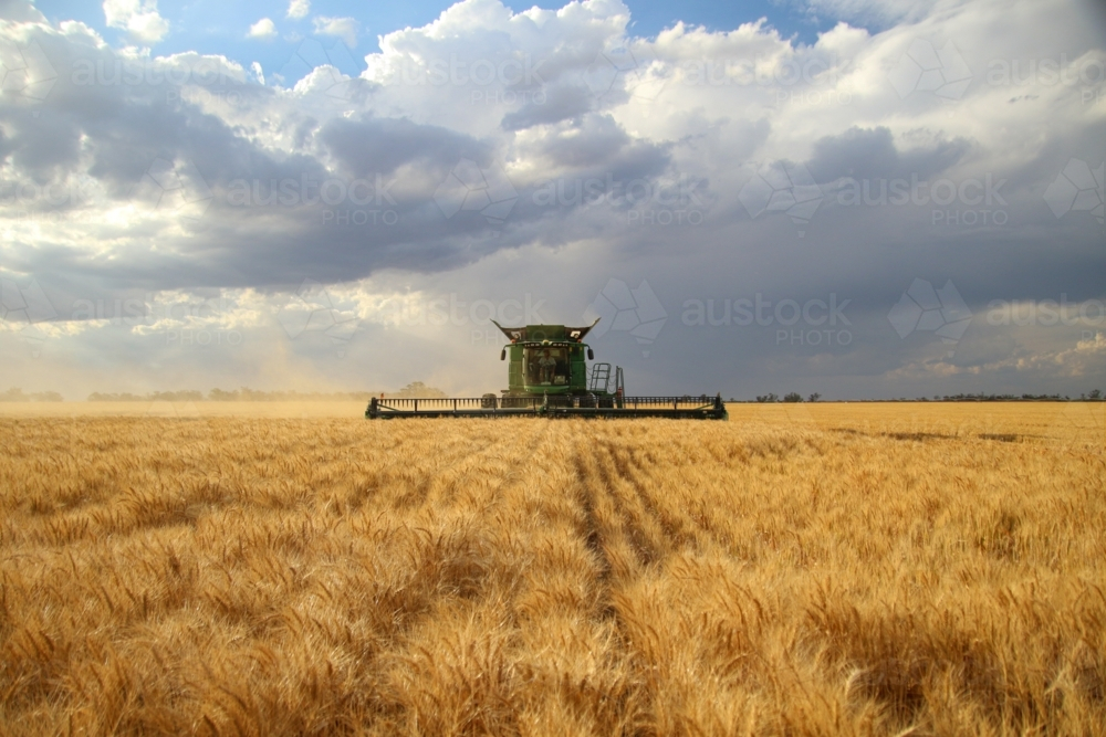 A combine harvester collecting wheat and a tractor with grain cart. - Australian Stock Image
