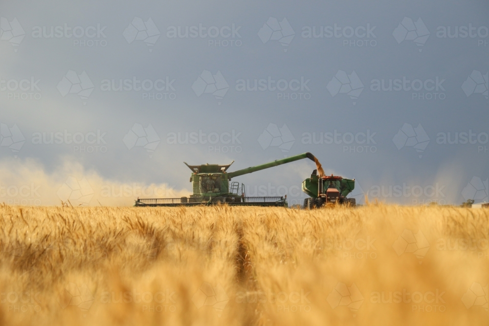 A combine harvester collecting wheat and a tractor with grain cart. - Australian Stock Image