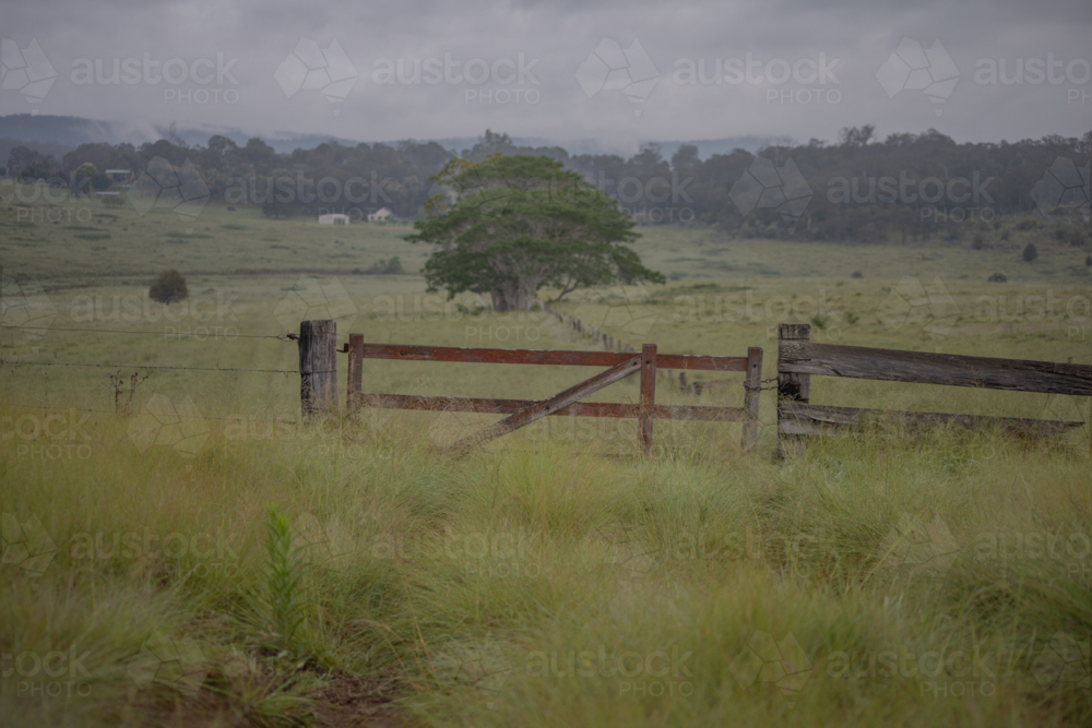 A country gate, with a large green tree and a green grassy field - Australian Stock Image