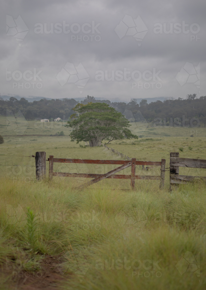A country gate, with a large green tree and a green grassy field - Australian Stock Image