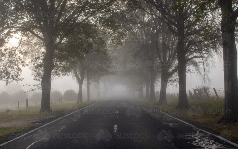 A country highway and an avenue of trees on a misty morning - Australian Stock Image