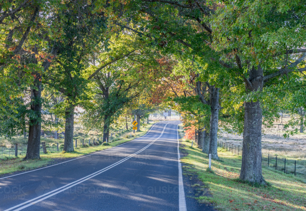 A country highway that runs through an avenue of trees showing the first signs of autumn - Australian Stock Image