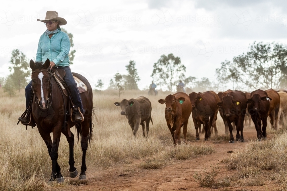 A country lady mustering on horse. - Australian Stock Image