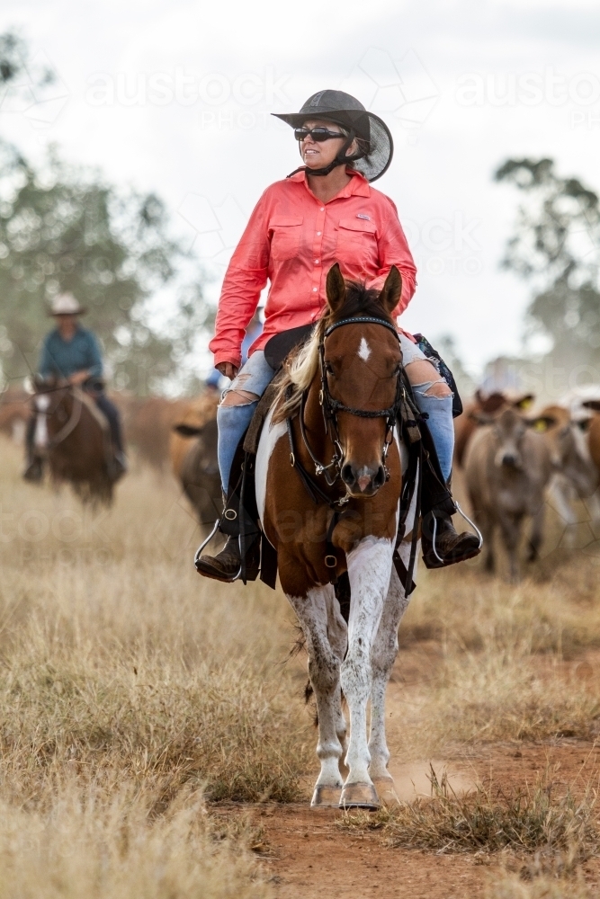 A country lady on horseback leads a mob of cattle during a muster. - Australian Stock Image