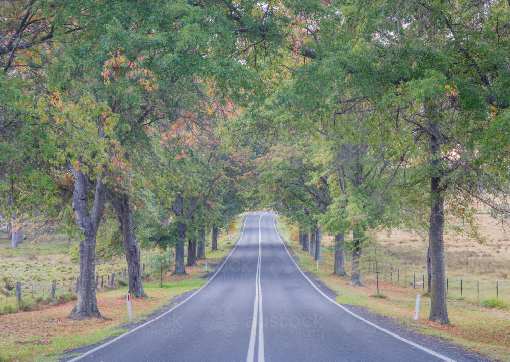 A country road and an avenue of autumn leaves - Australian Stock Image