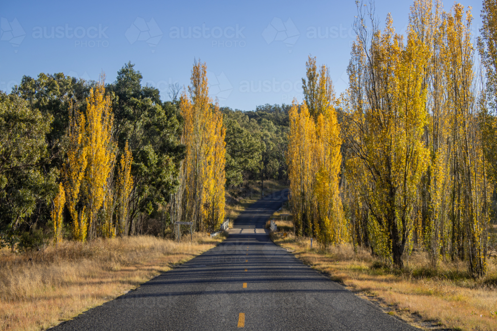 A country road and autumn poplars - Australian Stock Image
