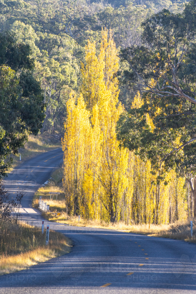 A country road, and golden poplar trees on an autumn day - Australian Stock Image