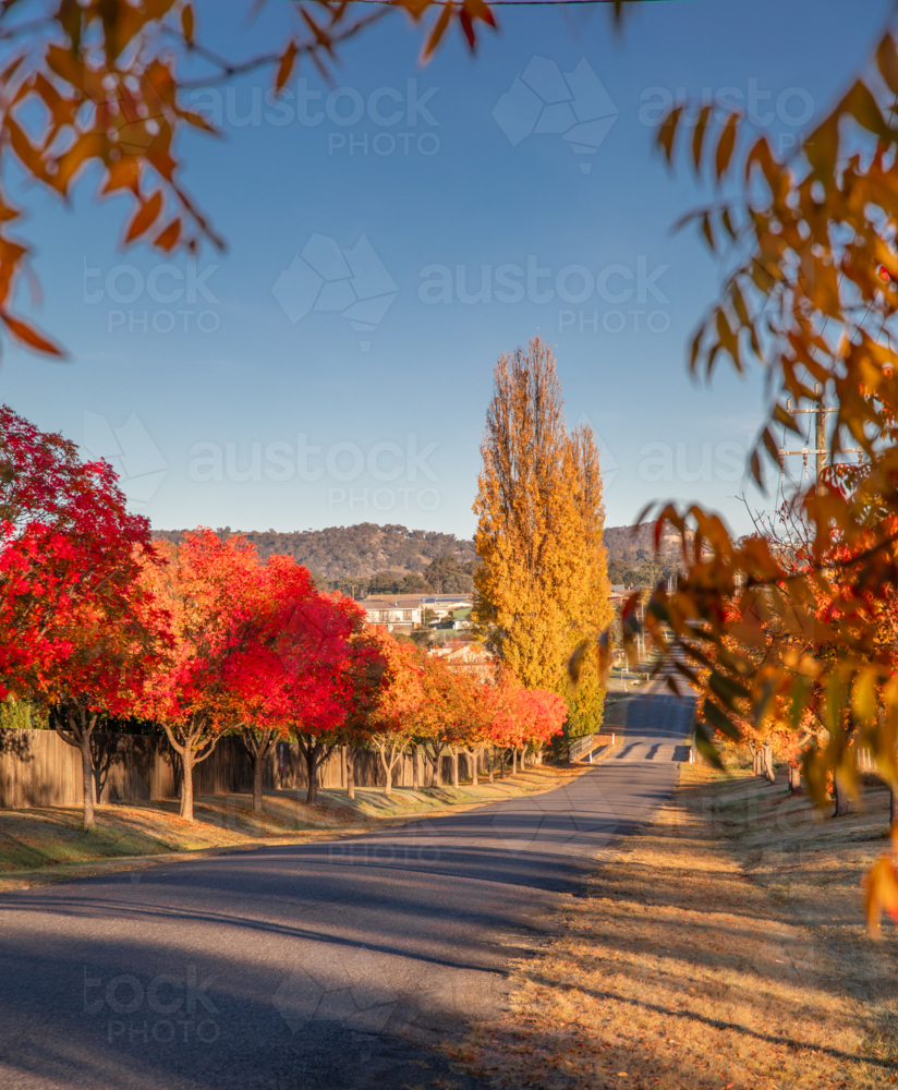 A country road, bordered by autumn trees underneath a blue sky - Australian Stock Image