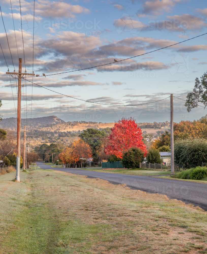 A country road lined by powerlines with trees of autumn - Australian Stock Image