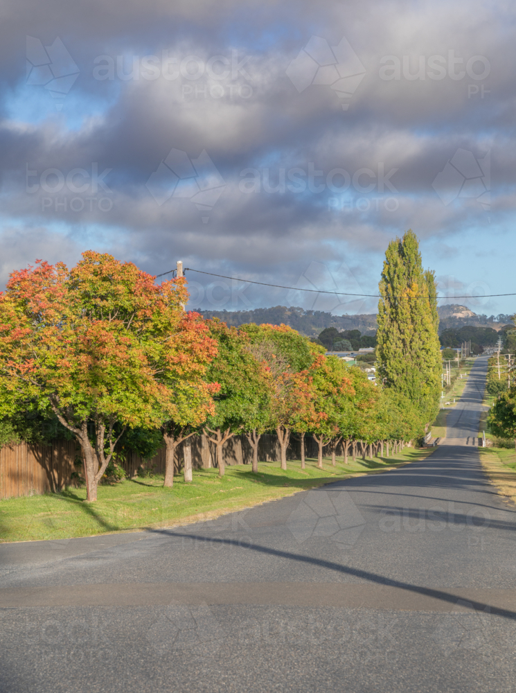 A country road lined with trees showing signs of autumn - Australian Stock Image