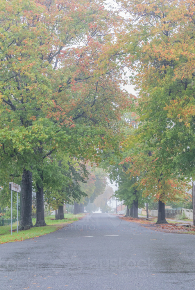 A country road under an avenue of trees with autumn foliage - Australian Stock Image