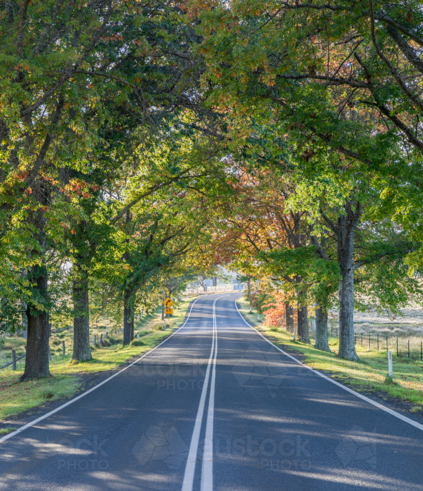 A country road under an avenue of trees with autumn foliage - Australian Stock Image