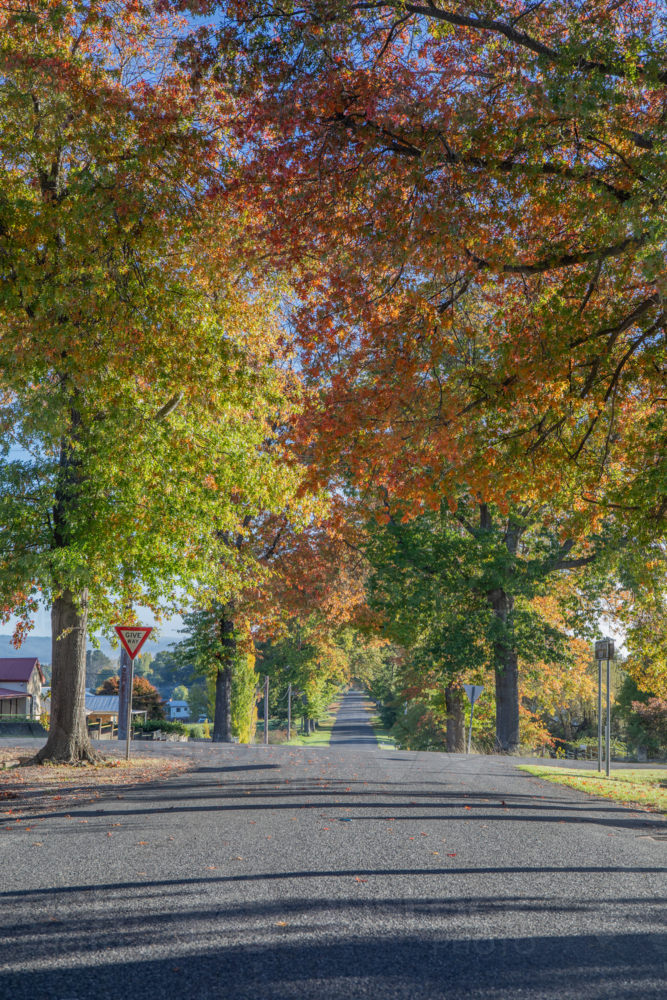 A country road underneath an avenue of trees with autumn foliage - Australian Stock Image