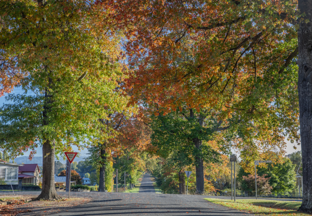 A country road underneath an avenue of trees with autumn foliage - Australian Stock Image