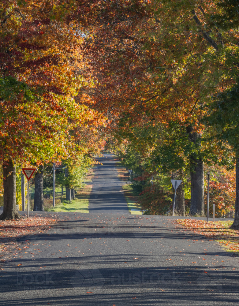 A country road underneath an avenue of trees with autumn foliage - Australian Stock Image