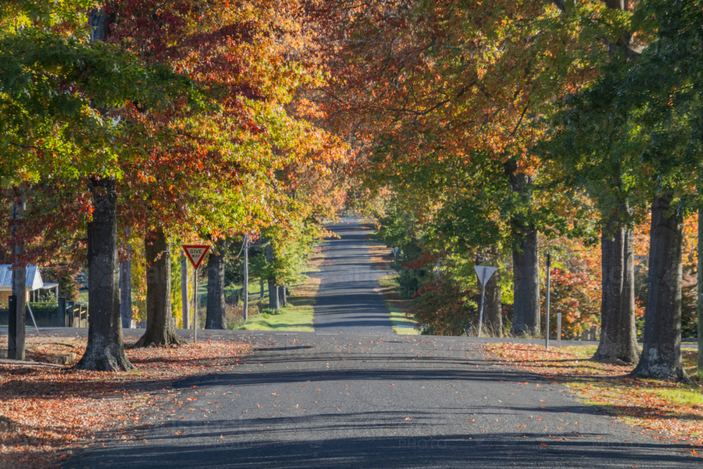 A country road underneath an avenue of trees with autumn foliage - Australian Stock Image