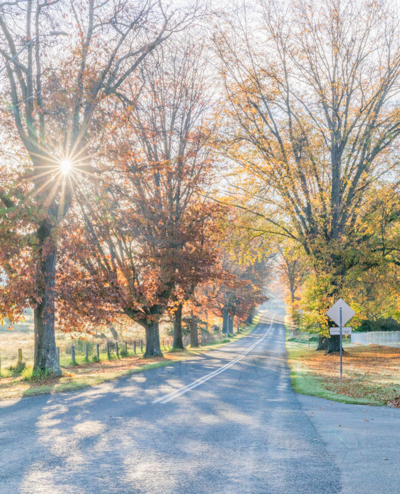 A country road with an avenue of trees with autumn foliage - Australian Stock Image