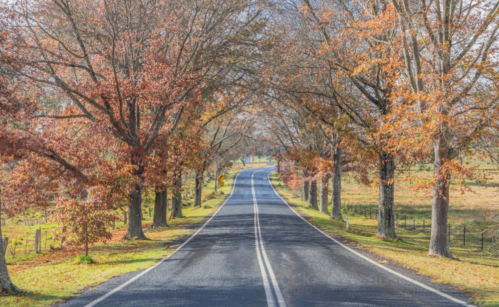 A country road with an avenue of trees with autumn foliage - Australian Stock Image
