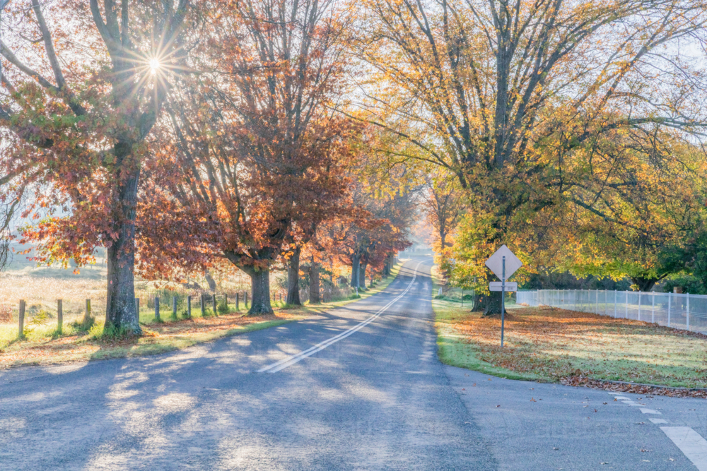 A country road with an avenue of trees with late autumn foliage - Australian Stock Image