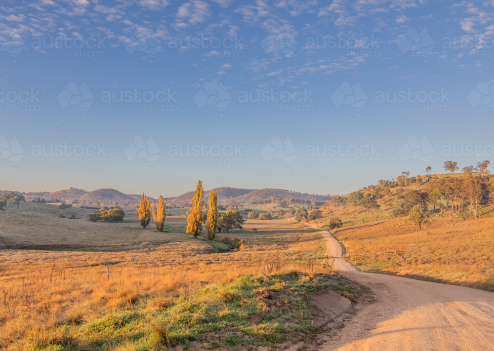 A country road with autumn poplars in the distance under a blue sky with clouds - Australian Stock Image