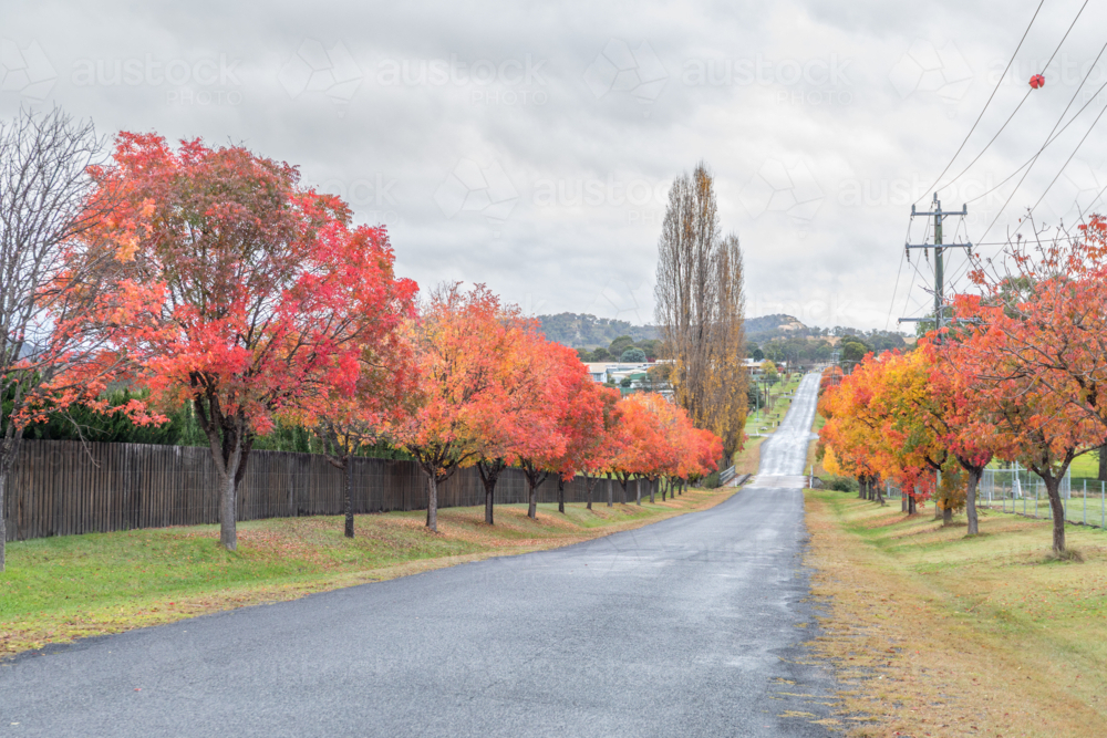 A country road with autumn trees and foliage - Australian Stock Image