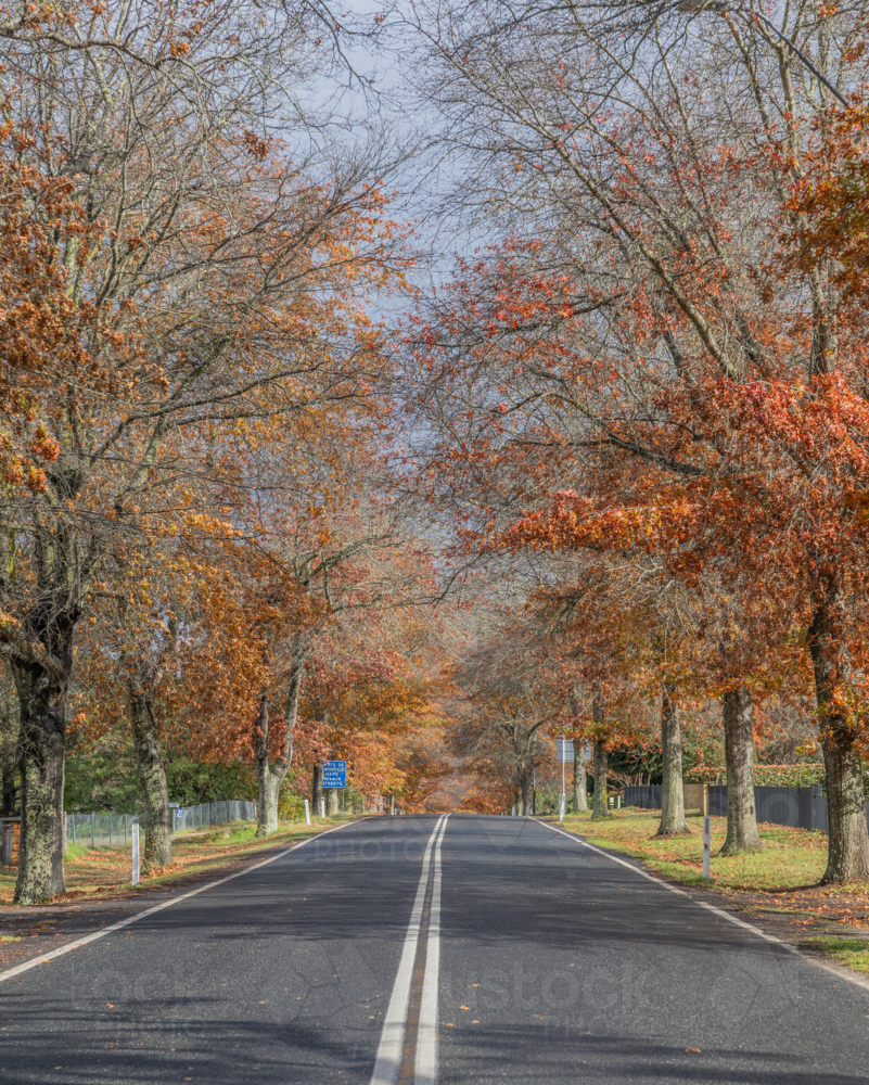 A country road with autumn trees and foliage - Australian Stock Image