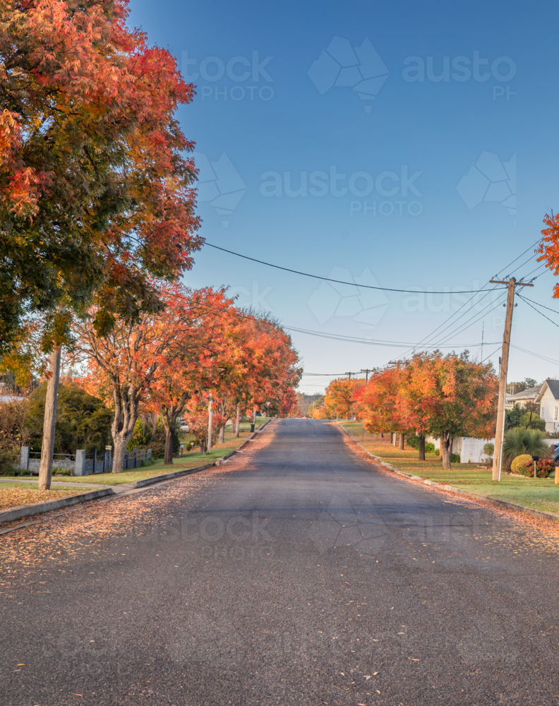A country road with autumn trees and foliage - Australian Stock Image