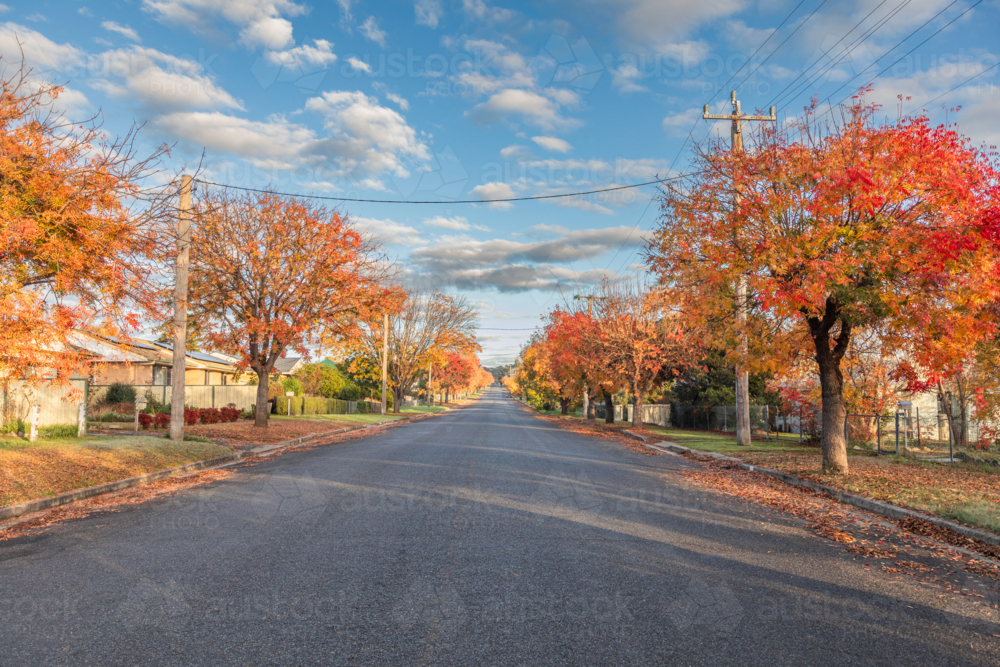 Image of A country road with autumn trees and foliage - Austockphoto