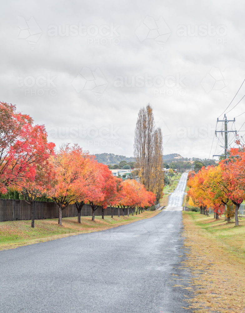 A country road with autumn trees - Australian Stock Image