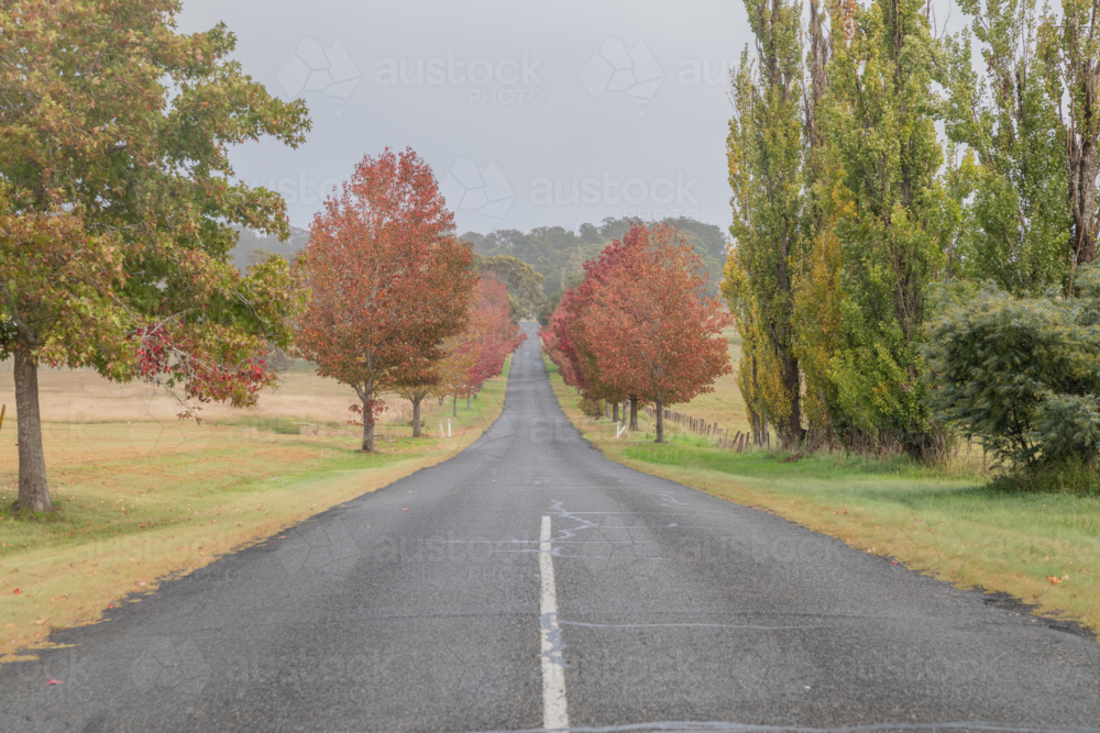 A country road with colours of autumn on a grey, misty morning - Australian Stock Image