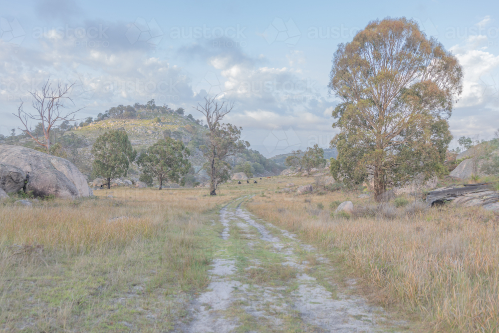 A country scene with a dirt track in a field - Australian Stock Image