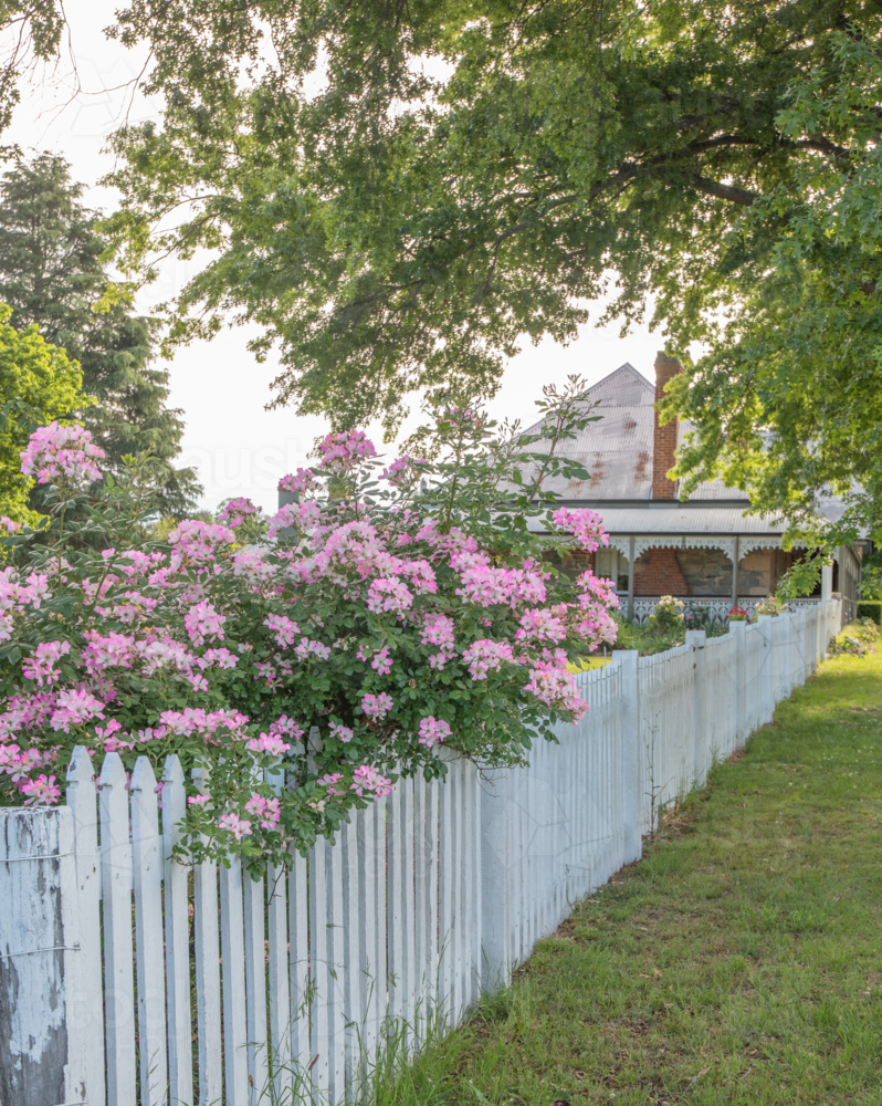 A country scene with a white picket fence and pink flowers - Australian Stock Image