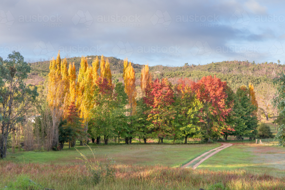 A country scene with autumnal shades, a dirt track and a green field - Australian Stock Image