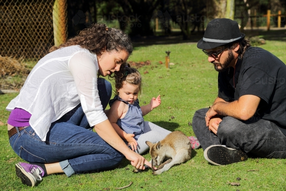A couple in their early thirties and their two year old daughter pat a wallaby. - Australian Stock Image