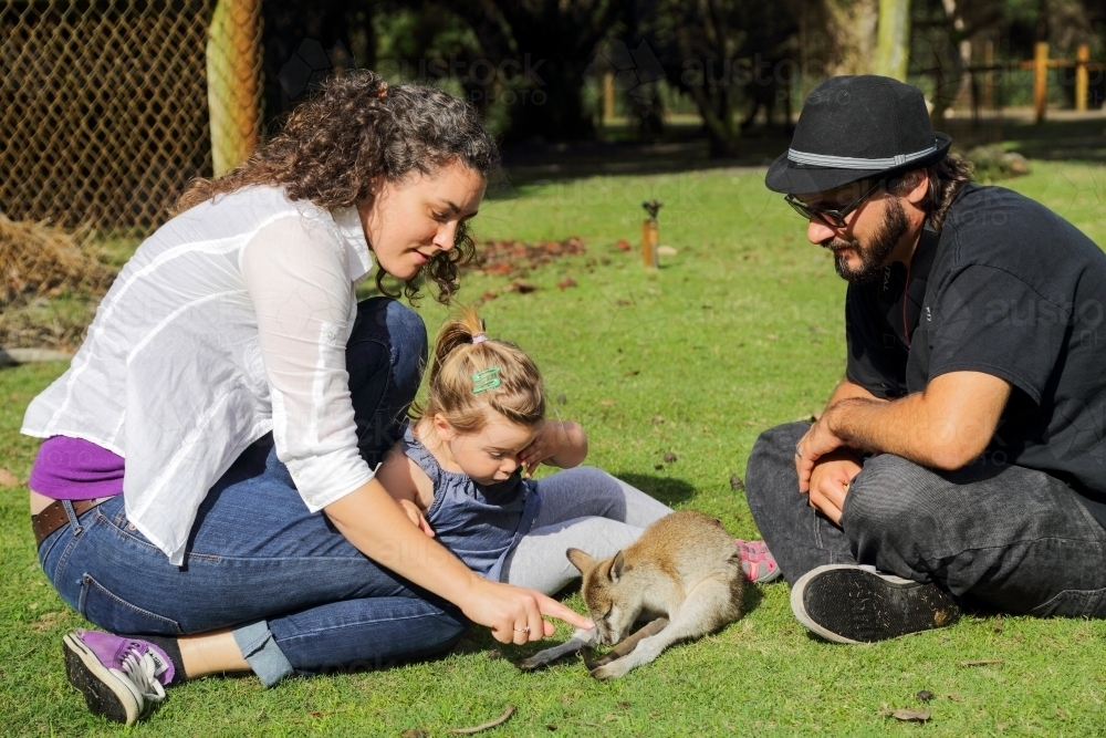A couple in their early thirties and their two year old daughter pet a wallaby. - Australian Stock Image