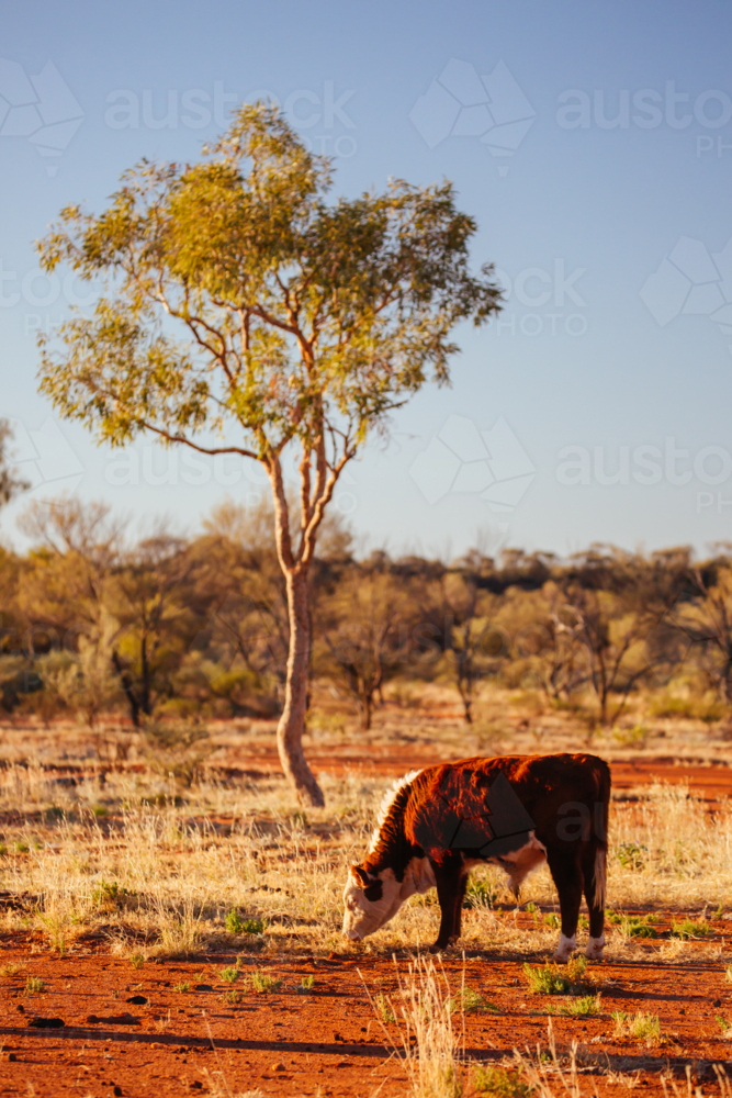 A cow grazes by the side of the Plenty Hwy near Mount Riddock cattle station in Northern Territory,  - Australian Stock Image