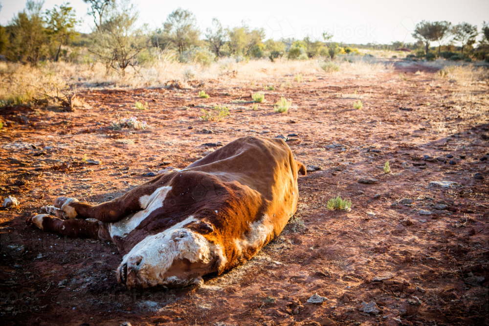 A cow succumbs to the Australian Outback heat near Gemtree in the Northern Territory, Australia - Australian Stock Image
