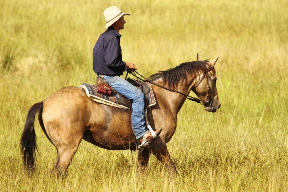 A cowboy on horse riding in paddock. - Australian Stock Image