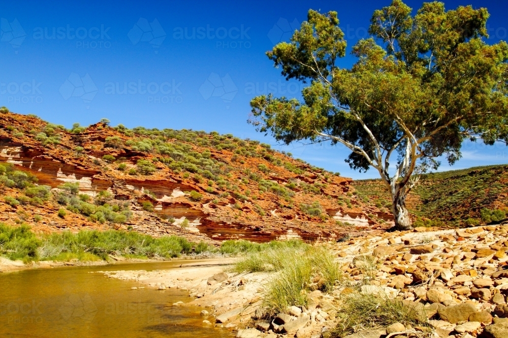 A creek and sandstone cliffs with gum tree beside water - Australian Stock Image