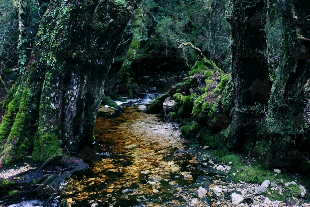 A creek running through mossy trees - Australian Stock Image