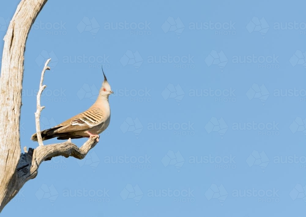 A crested pigeon on a branch with clear blue sky - Australian Stock Image