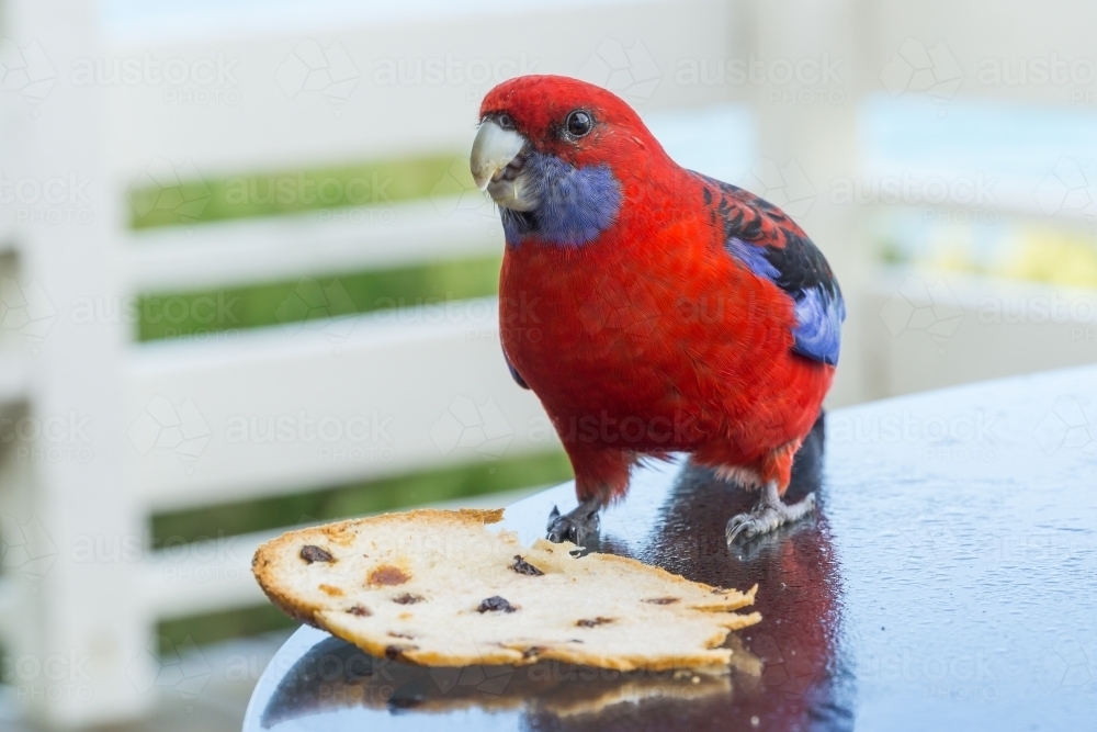 A crimson rosella sitting on a table nibbling on a piece of bread - Australian Stock Image
